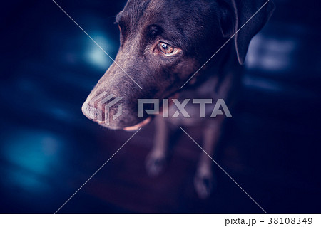 labrador retriever l 38108349