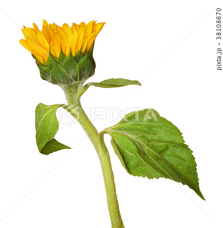 Yellow blossoming sunflower bud 38108670