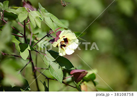 綿の木 綿の木 38108758