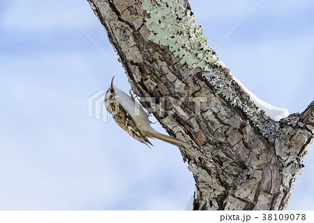 キバシリ(木走) 38109078