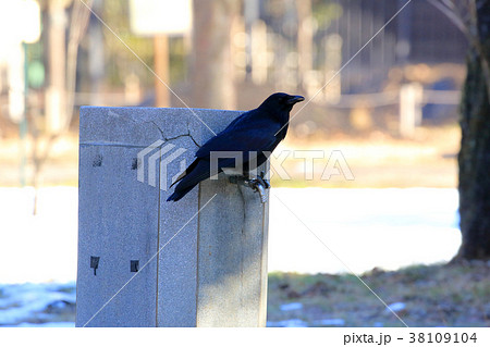 公園の水飲み場のカラス 小金井公園 公園の水飲み場のカラス 小金井公園 38109104