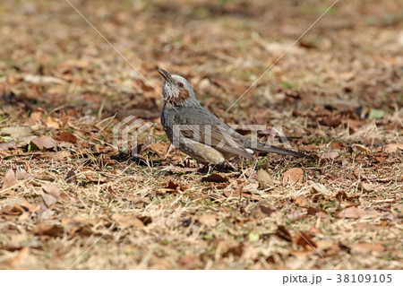 地面に降りたヒヨドリ 小金井公園 地面に降りたヒヨドリ 小金井公園 38109105