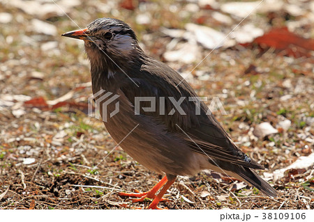 ムクドリのアップ 小金井公園 ムクドリのアップ 小金井公園 38109106