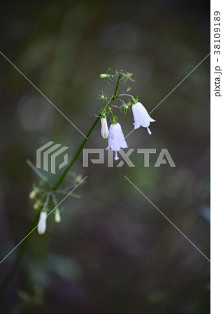 ツリガネニンジン 38109189