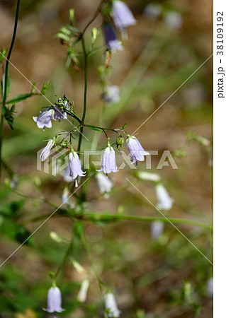 ツリガネニンジン 38109192