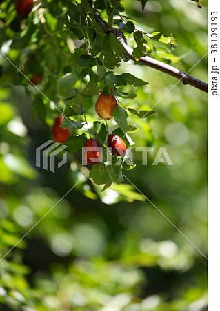 ナツメの実 38109193