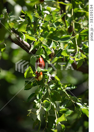 ナツメの実 ナツメの実 38109194