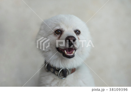 Japanese Spitz dog staring at camera Japanese Spitz dog staring at camera 38109396
