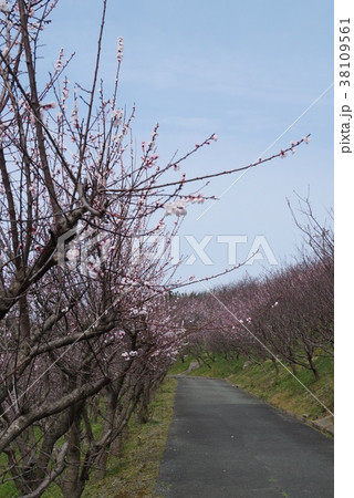 杏に囲まれた小道 杏に囲まれた小道 38109561