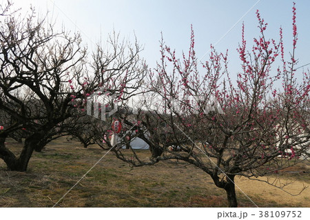 青谷梅林 青谷梅林 38109752