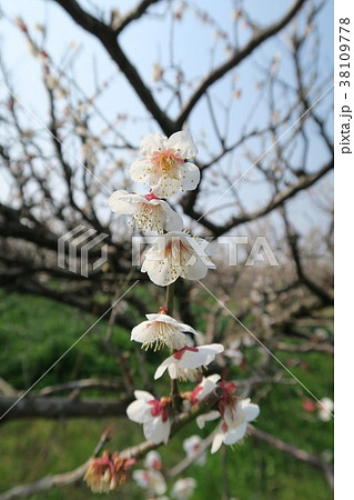 青谷梅林 青谷梅林 38109778