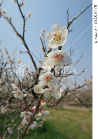 青谷梅林 青谷梅林 38109779