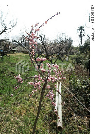 青谷梅林 青谷梅林 38109787