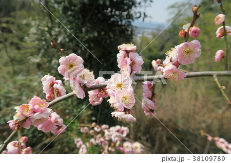 青谷梅林 青谷梅林 38109789