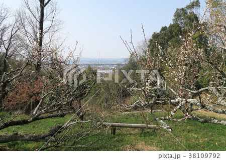 青谷梅林 青谷梅林 38109792