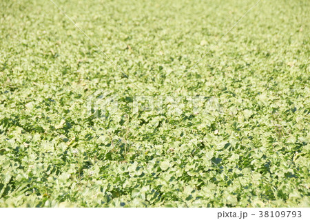 三浦海岸　大根畑 38109793