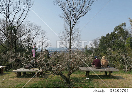 青谷梅林 青谷梅林 38109795