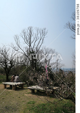 青谷梅林 38109798