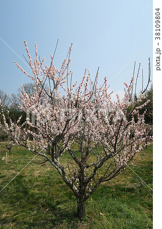 青谷梅林 青谷梅林 38109804