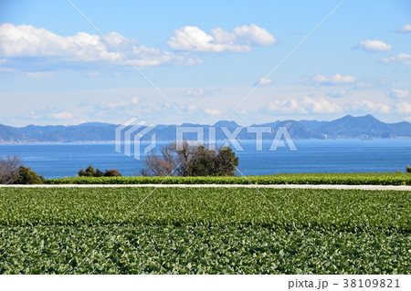 三浦海岸 大根畑 三浦海岸 大根畑 38109821