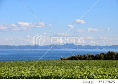 三浦海岸　大根畑 38109825
