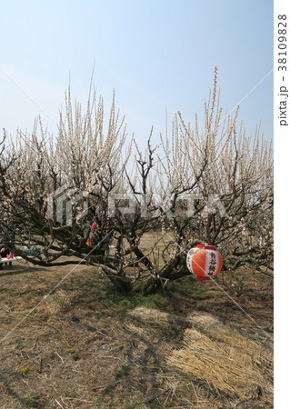 青谷梅林~梅まつり会場~ 青谷梅林~梅まつり会場~ 38109828