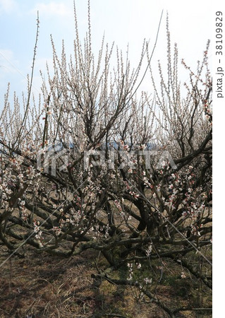 青谷梅林~梅まつり会場~ 青谷梅林~梅まつり会場~ 38109829