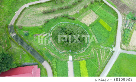 福島県田村郡三春町 滝桜 日本三大桜 福島県田村郡三春町 滝桜 日本三大桜 38109935
