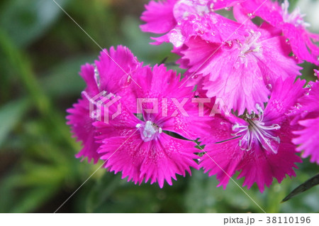 ナデシコ 38110196