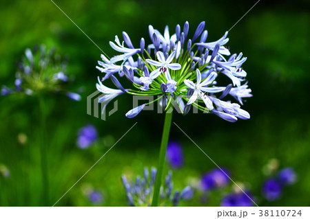 アガバンサスの花の写真素材