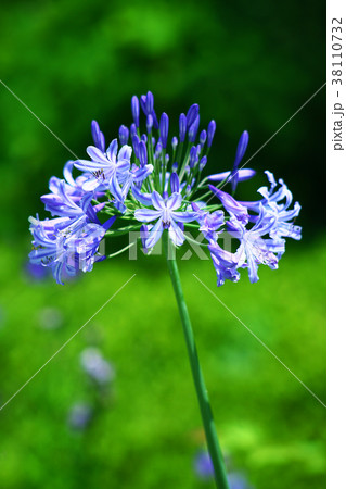 アガバンサスの花 38110732