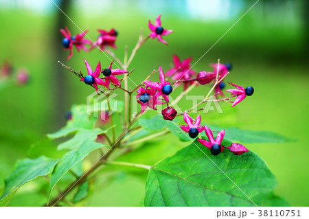 クサギの実 38110751
