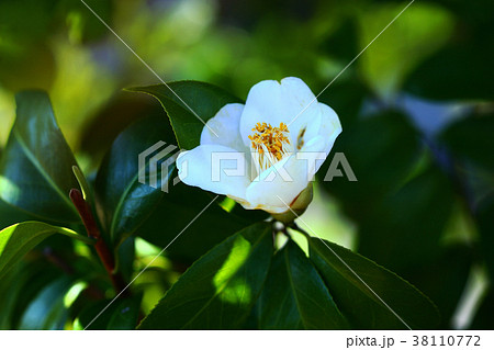 白い侘助の花 38110772