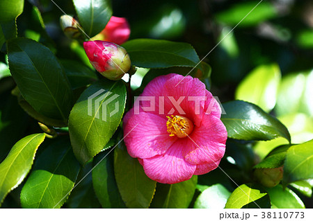 ピンク色の椿 38110773