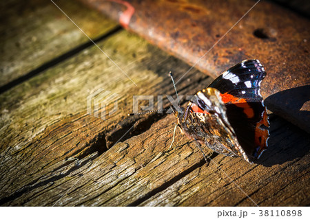 Indian red admiral butterfly on a wood background Indian red admiral butterfly on a wood background 38110898