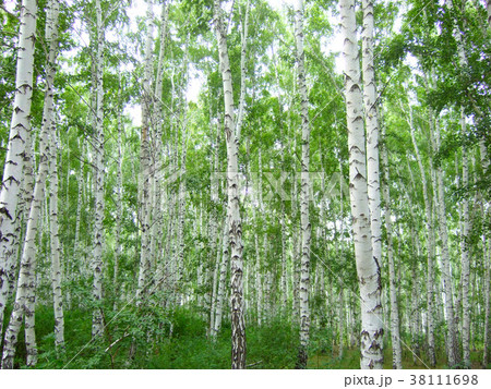 birch forest 38111698