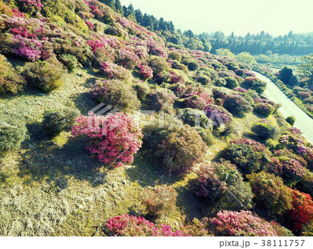 火山灰を被った高峠のつつじ園空撮 38111757