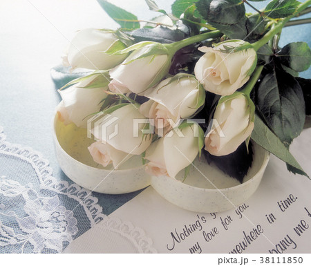 薔薇 バラ科 バラ 38111850