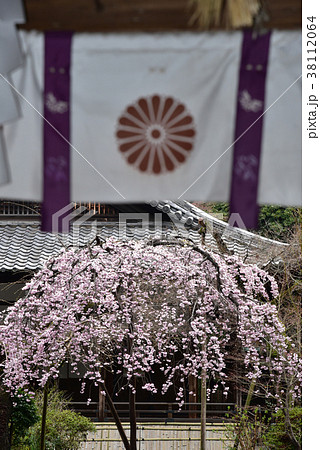 春、満開の水無瀬神宮のシダレサクラ 38112064