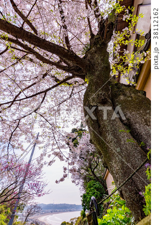 鎌倉極楽寺にある成就院の桜 鎌倉極楽寺にある成就院の桜 38112162
