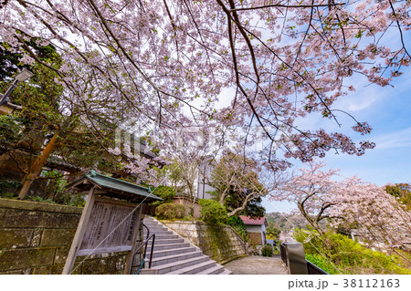 鎌倉極楽寺にある成就院の桜 38112163