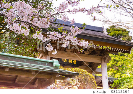 鎌倉極楽寺にある成就院の桜 38112164