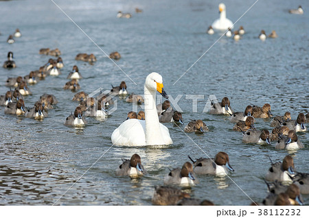 オナガガモを引きつれる白鳥 38112232