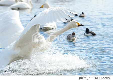 白鳥の豪快な着水 38112269