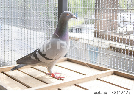 natherland speed racing pigeon in home loft natherland speed racing pigeon in home loft 38112427
