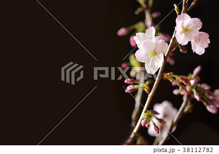 さくら 1/5 さくら 1/5 38112782