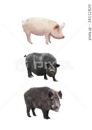pigs pigs 38112820