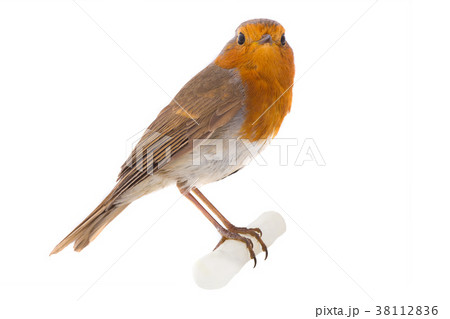 European robin (Erithacus rubecula) European robin (Erithacus rubecula) 38112836