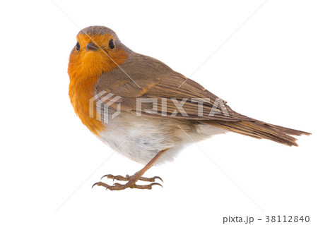 European robin (Erithacus rubecula) 38112840
