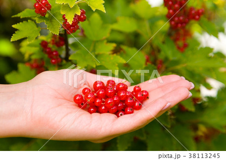 Berries of a ripe red currant on a female palm. 38113245